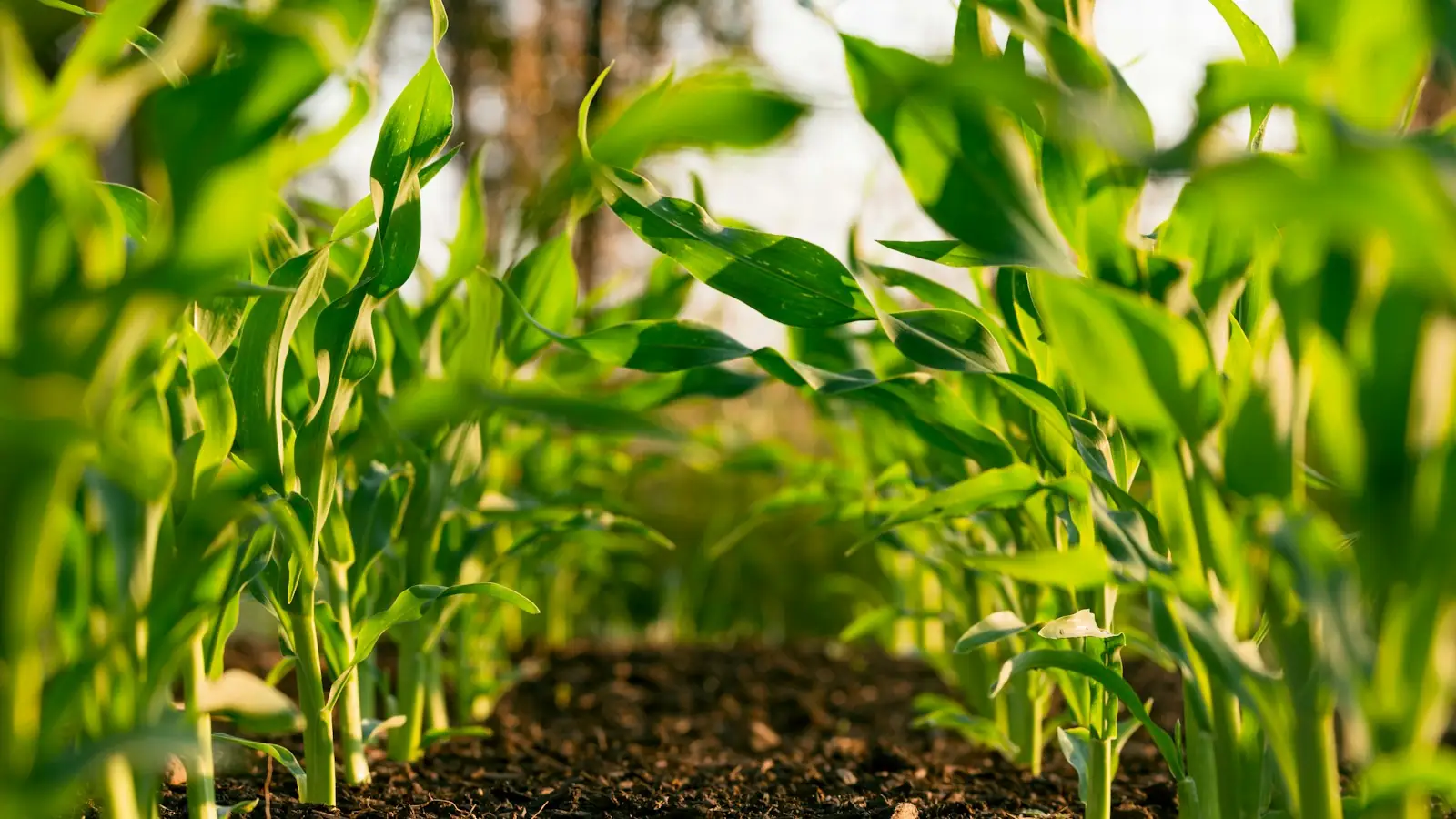 Rows of young corn plants growing in a field