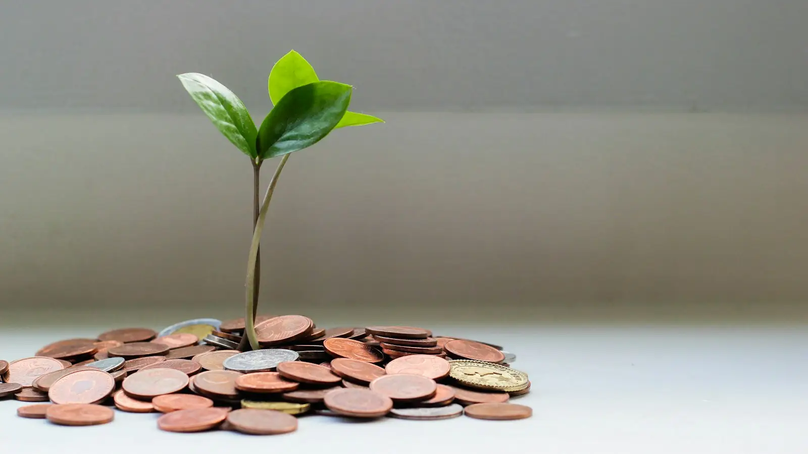 Young plant growing from a pile of coins
